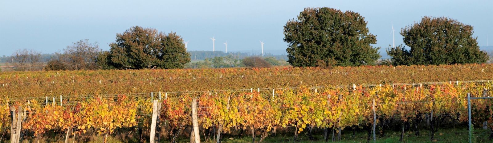 Bild Richtung Windräder in Deutschkreutz