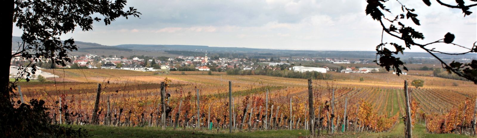 Weingärten von Horitschon